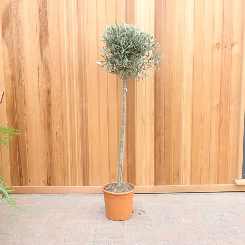 Olea Europaea Standard - View 12 from www redcrocus com