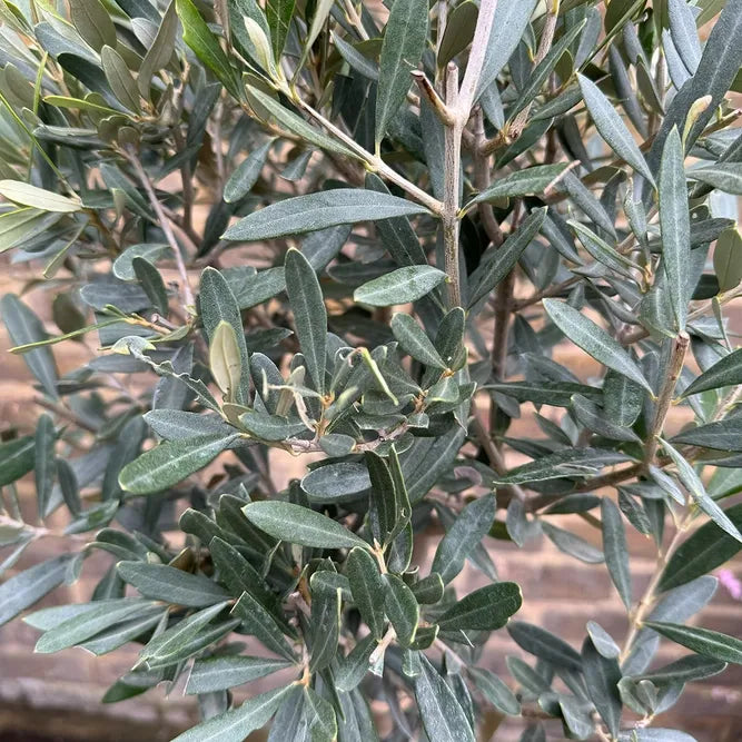 Olea Europaea Standard - View 13 from www redcrocus com