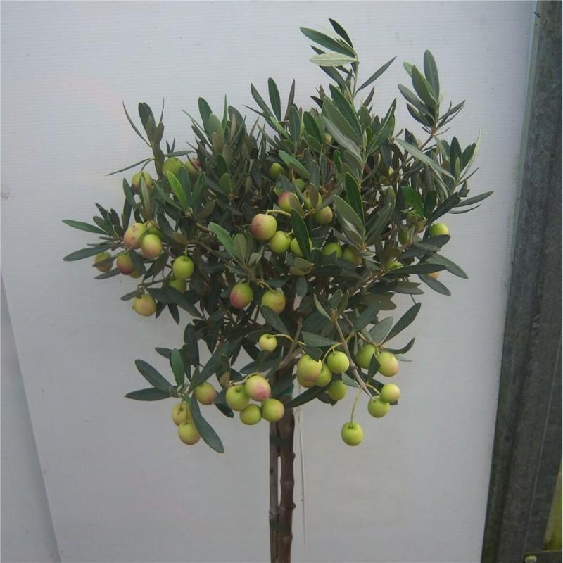 Olea Europaea Standard - View 18 from www redcrocus com