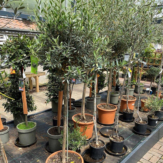 Olea Europaea Standard - View 1 from www redcrocus com