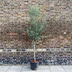 Olea Europaea Standard - View 2 from www redcrocus com