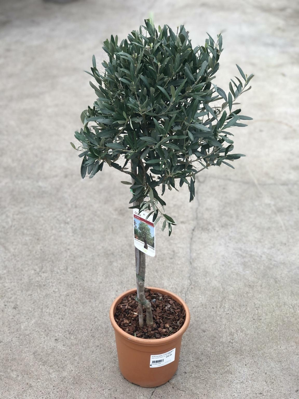 Olea Europaea Standard - View 3 from www redcrocus com