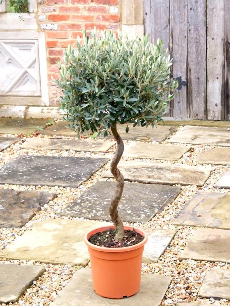Olea Europaea Standard - View 8 from www redcrocus com