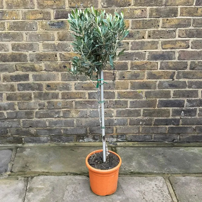 Olea Europaea Standard - View 9 from www redcrocus com