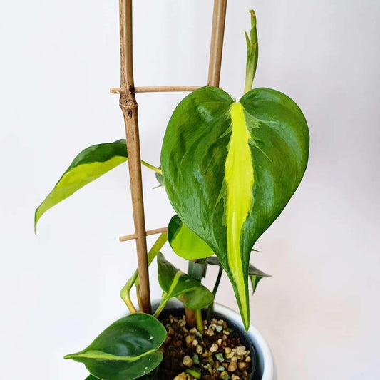 Philodendron Brasil - View 1 from www redcrocus com