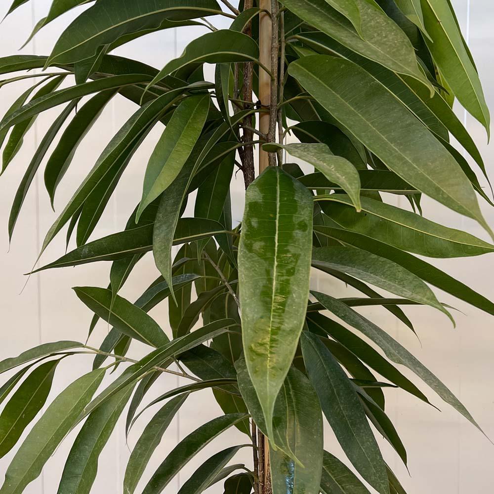 Ficus Binnendijkii Alii Standard Or Braid 11 A57bcb41 De6b 44e7 8b3a 6e1c2108a85f from www.redcrocus.com