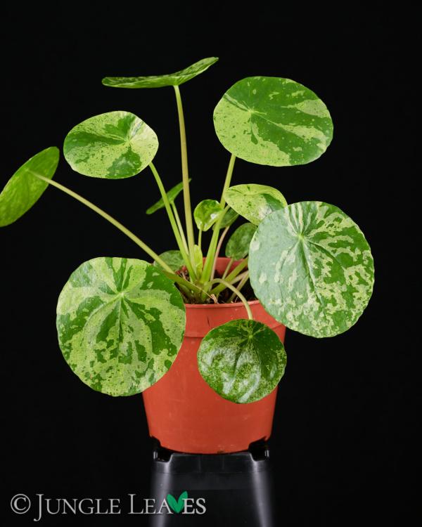 Pilea Peperomioides - View 10 from www redcrocus com