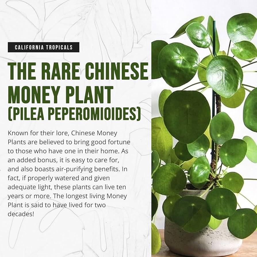 Pilea Peperomioides - View 12 from www redcrocus com