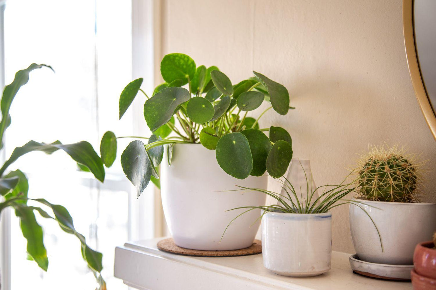 Pilea Peperomioides - View 14 from www redcrocus com