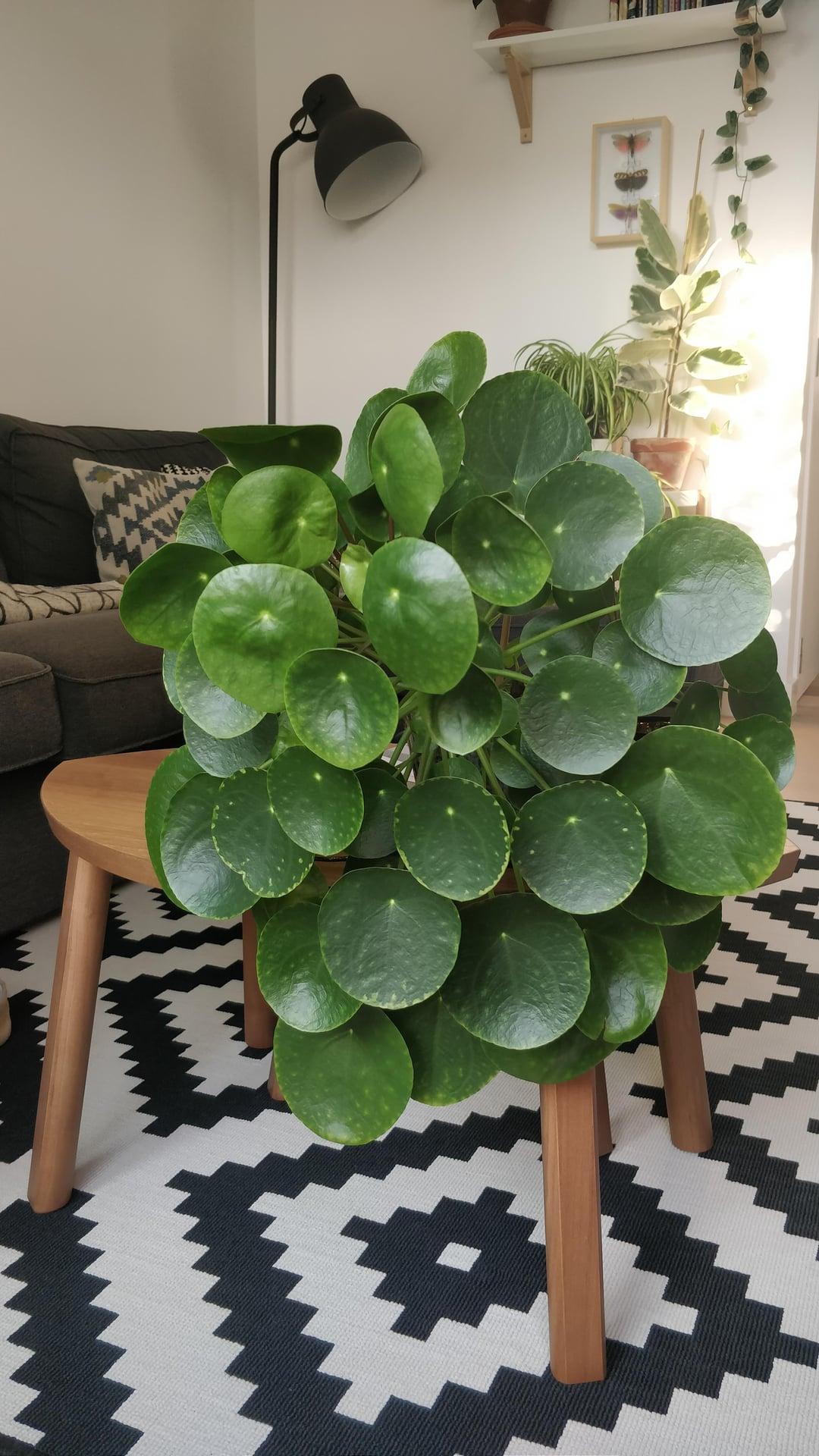 Pilea Peperomioides - View 18 from www redcrocus com