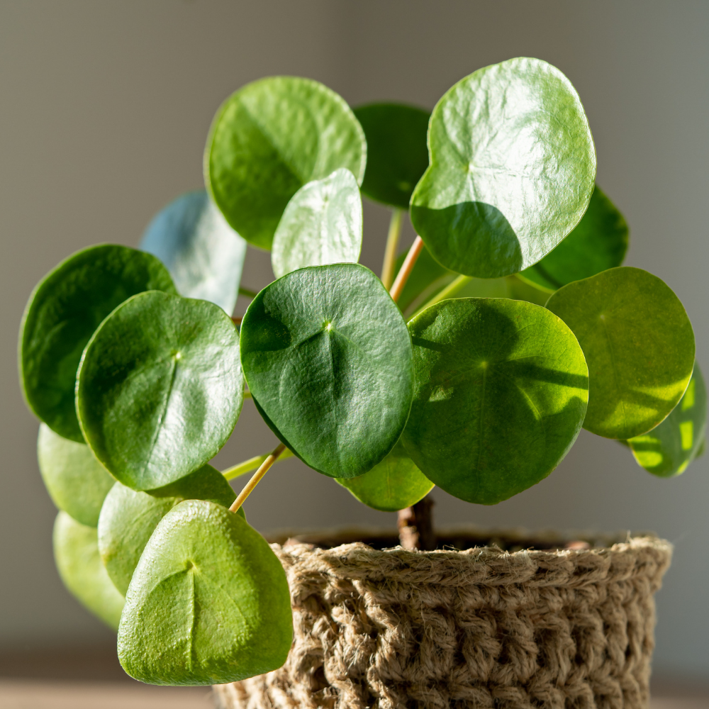 Pilea Peperomioides - View 18 from www redcrocus com