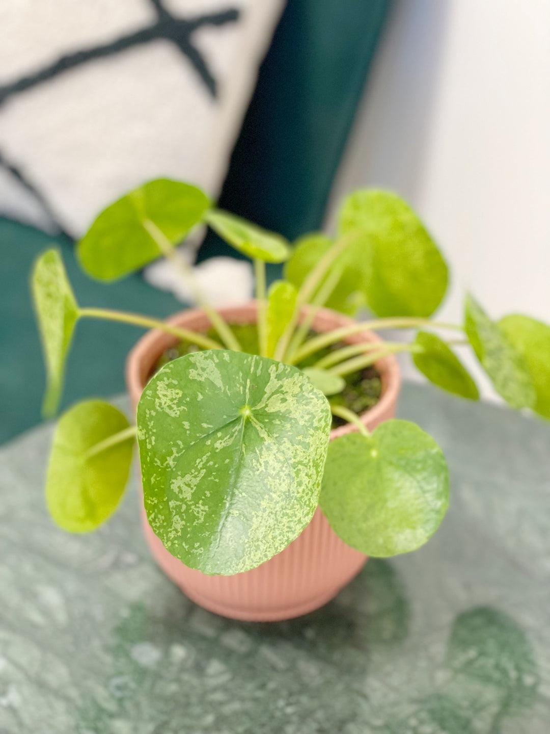 Pilea Peperomioides - View 20 from www redcrocus com