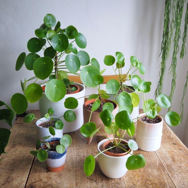 Pilea Peperomioides - View 21 from www redcrocus com