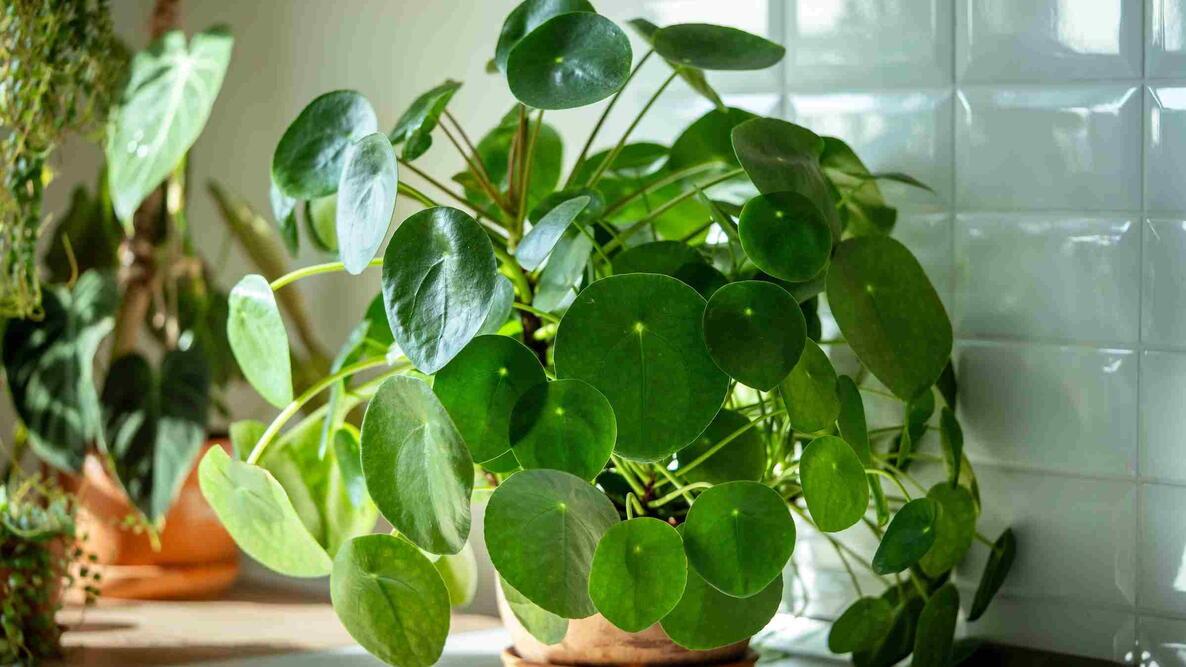 Pilea Peperomioides - View 24 from www redcrocus com