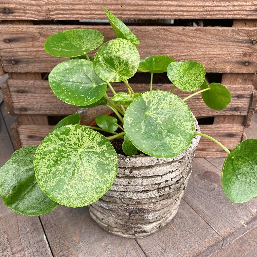 Pilea Peperomioides - View 25 from www redcrocus com