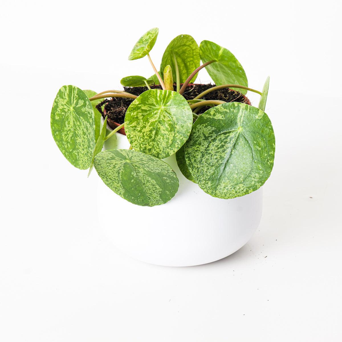 Pilea Peperomioides - View 26 from www redcrocus com