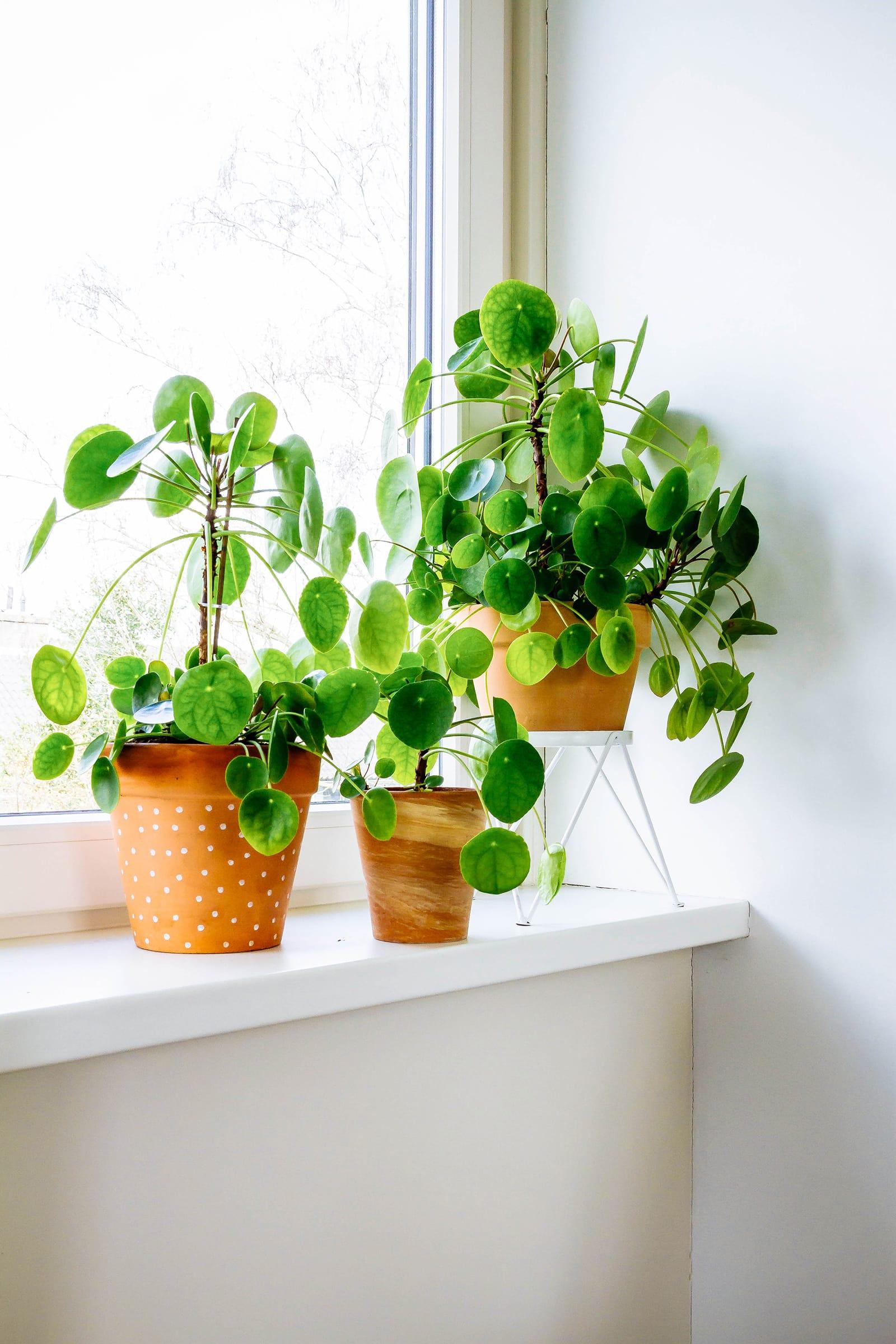 Pilea Peperomioides - View 27 from www redcrocus com