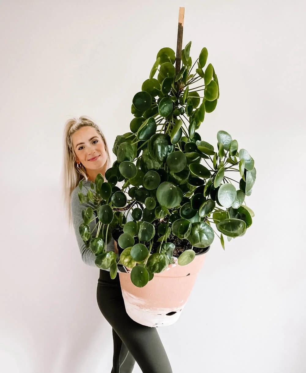 Pilea Peperomioides - View 30 from www redcrocus com
