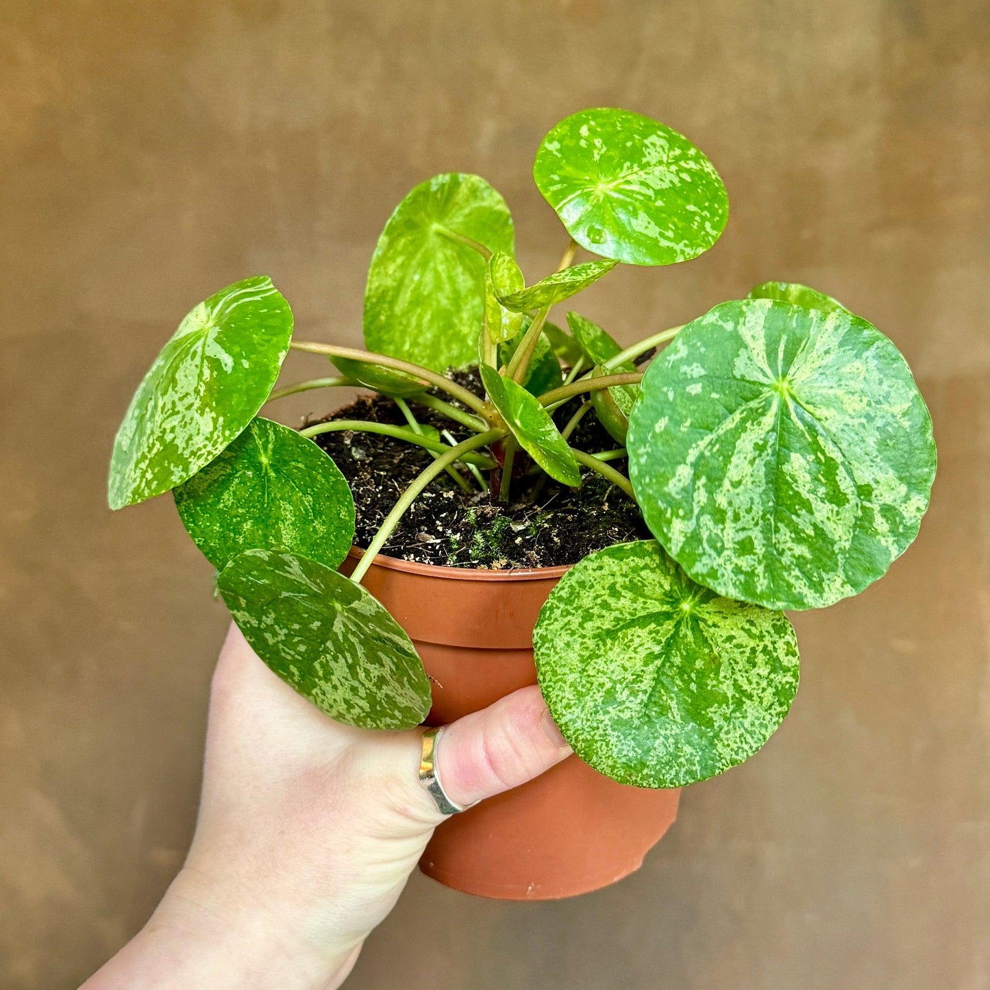 Pilea Peperomioides - View 31 from www redcrocus com