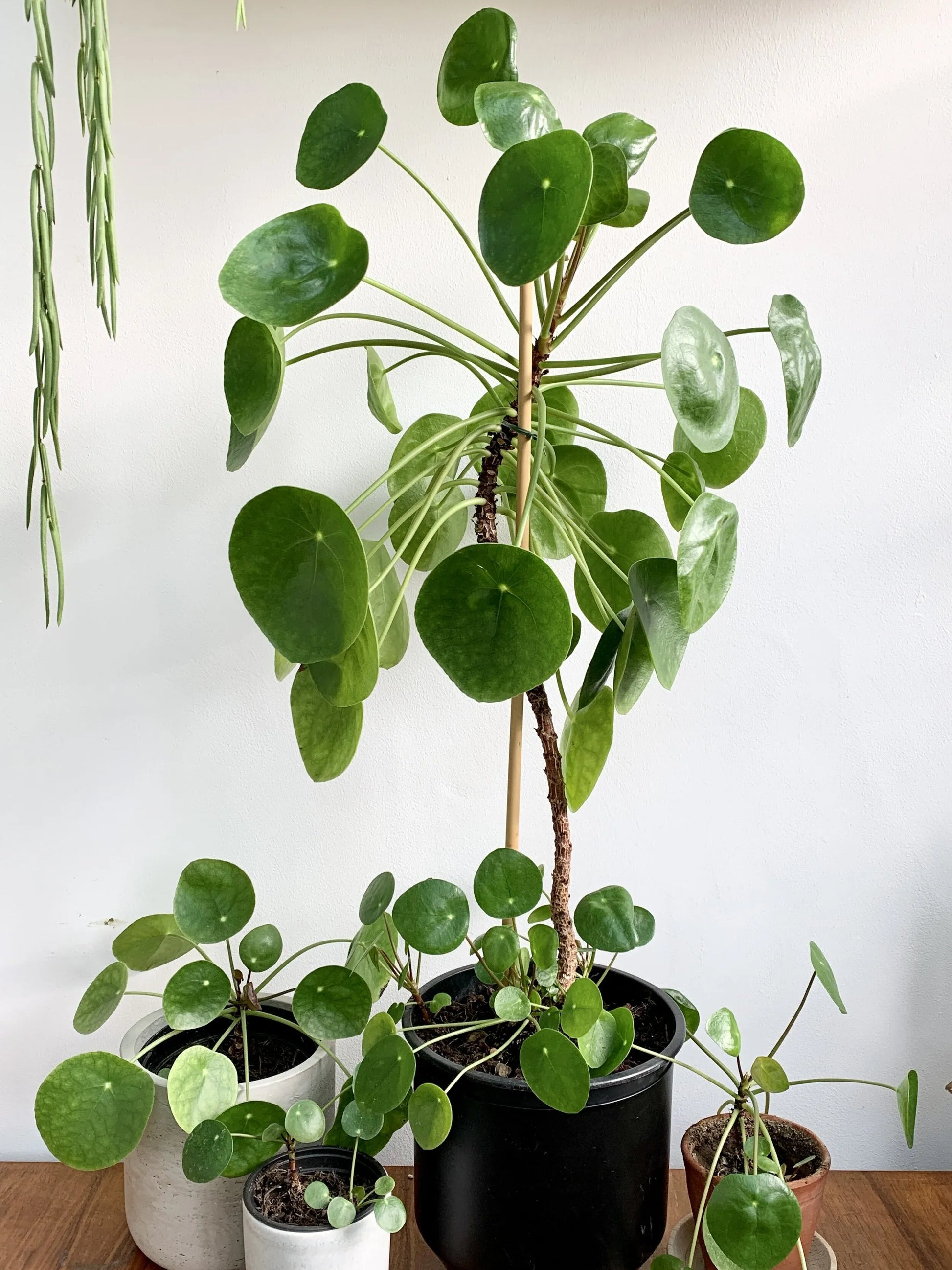 Pilea Peperomioides - View 31 from www redcrocus com