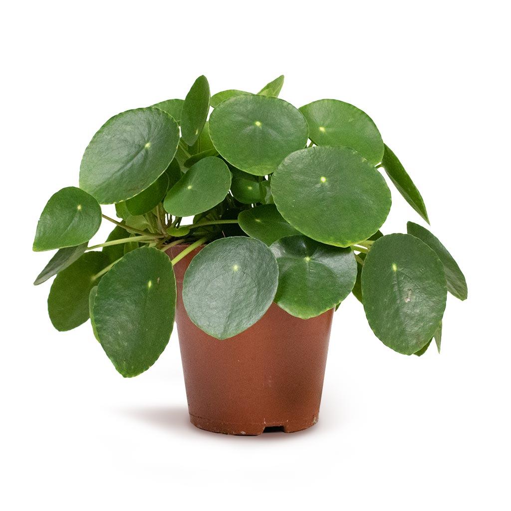 Pilea Peperomioides - View 32 from www redcrocus com
