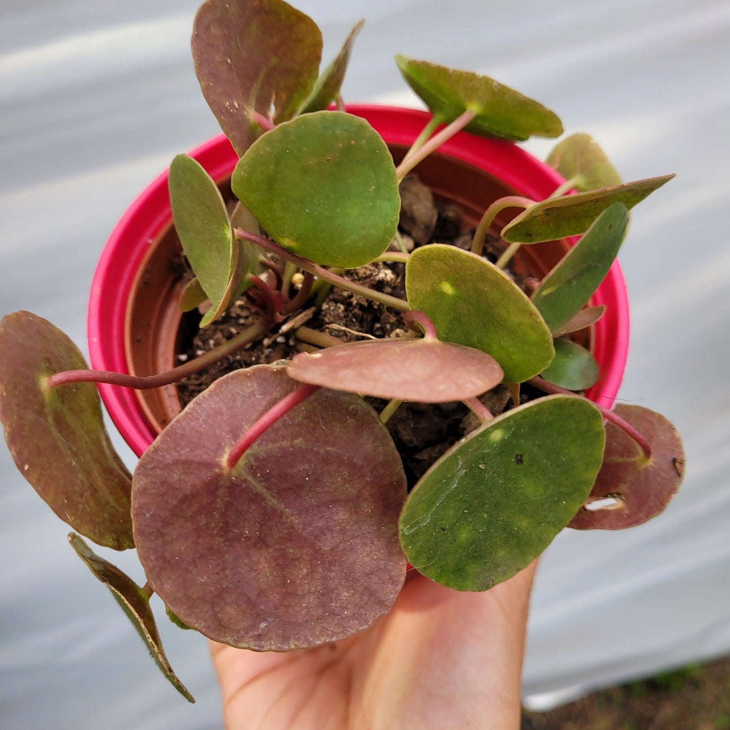 Pilea Peperomioides - View 35 from www redcrocus com