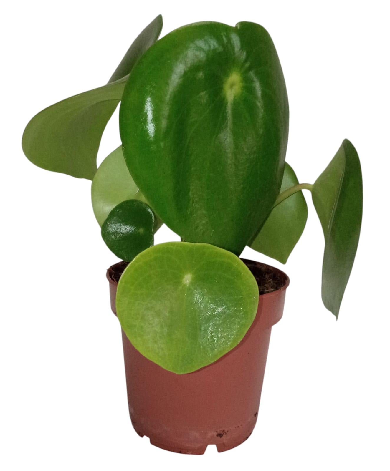 Pilea Peperomioides - View 38 from www redcrocus com