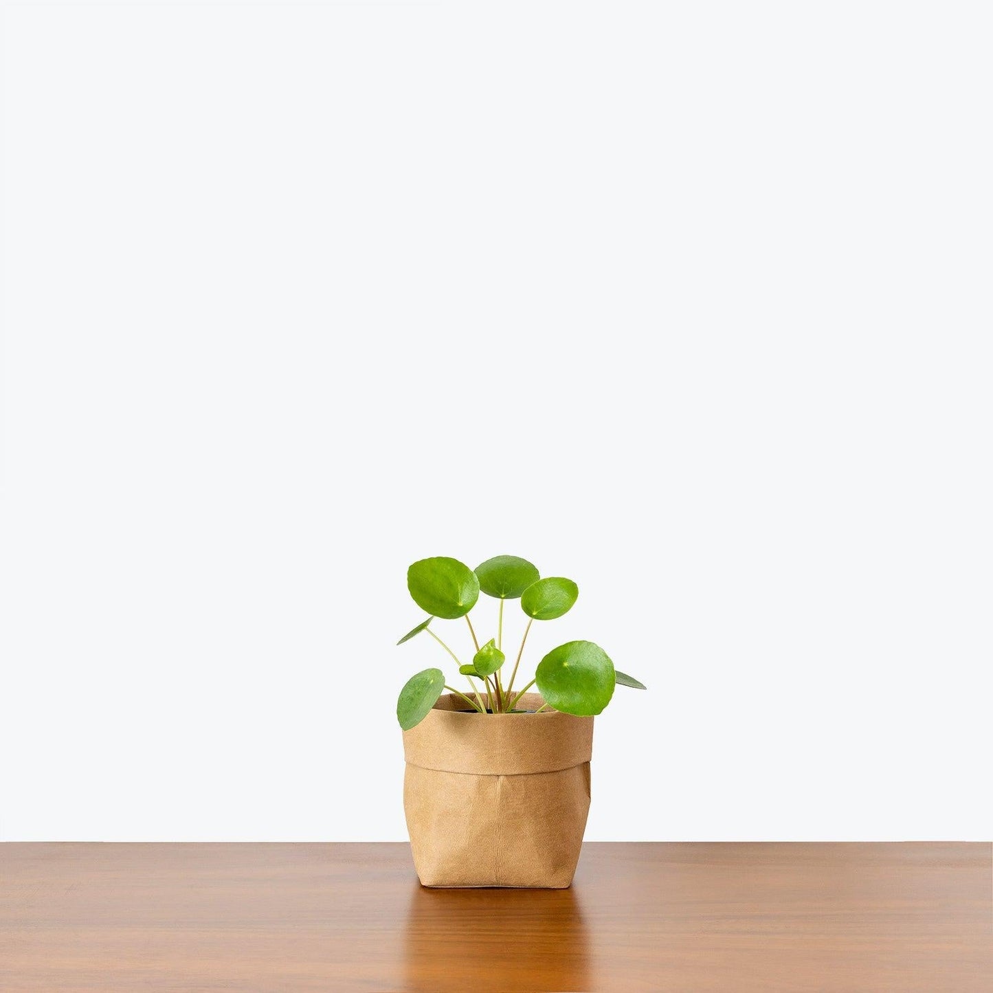 Pilea Peperomioides - View 39 from www redcrocus com