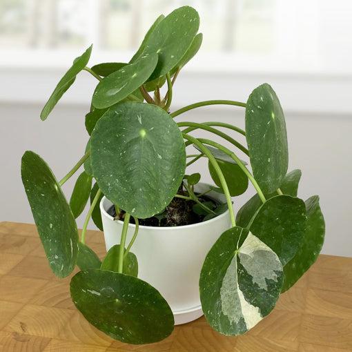 Pilea Peperomioides - View 3 from www redcrocus com