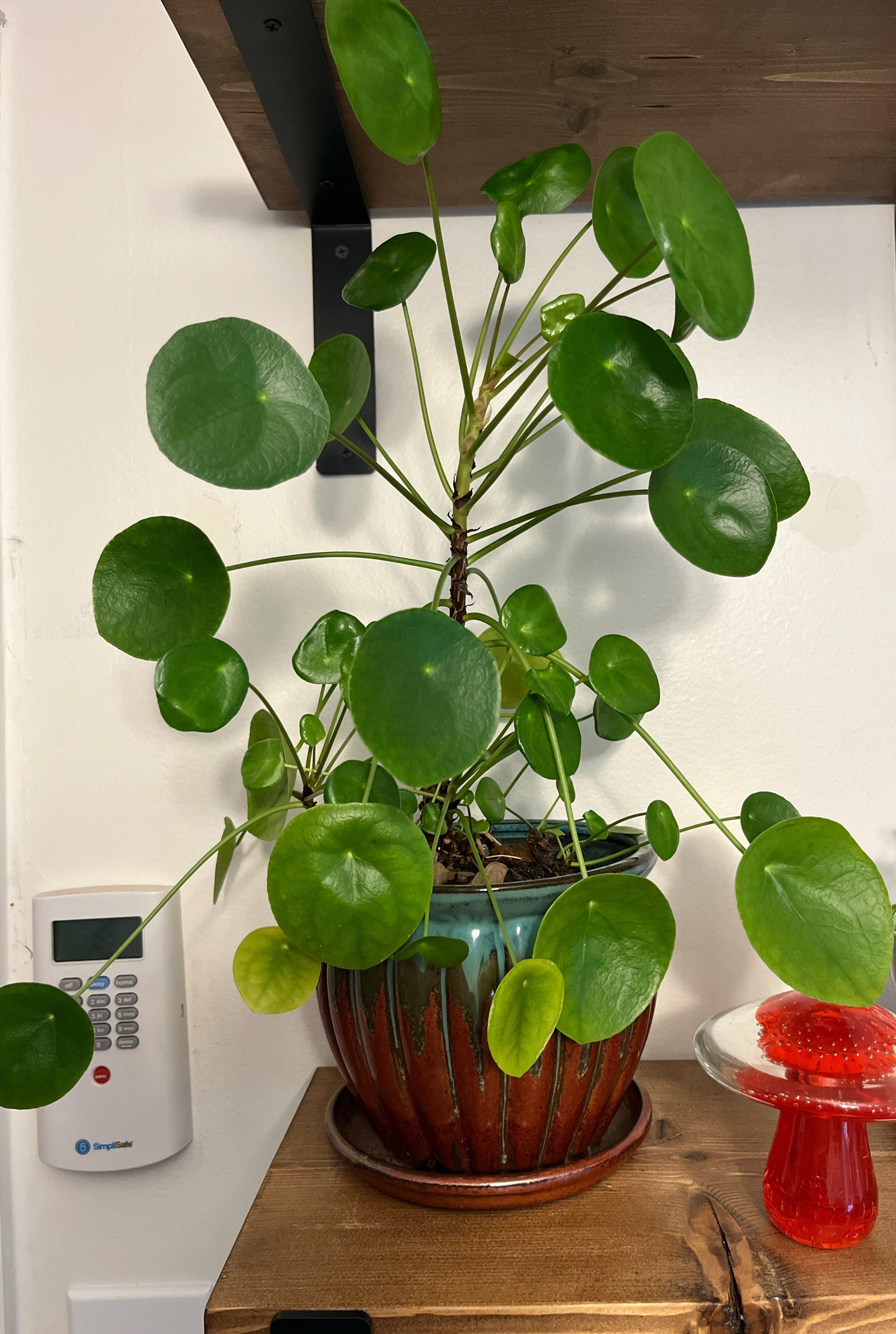 Pilea Peperomioides - View 4 from www redcrocus com