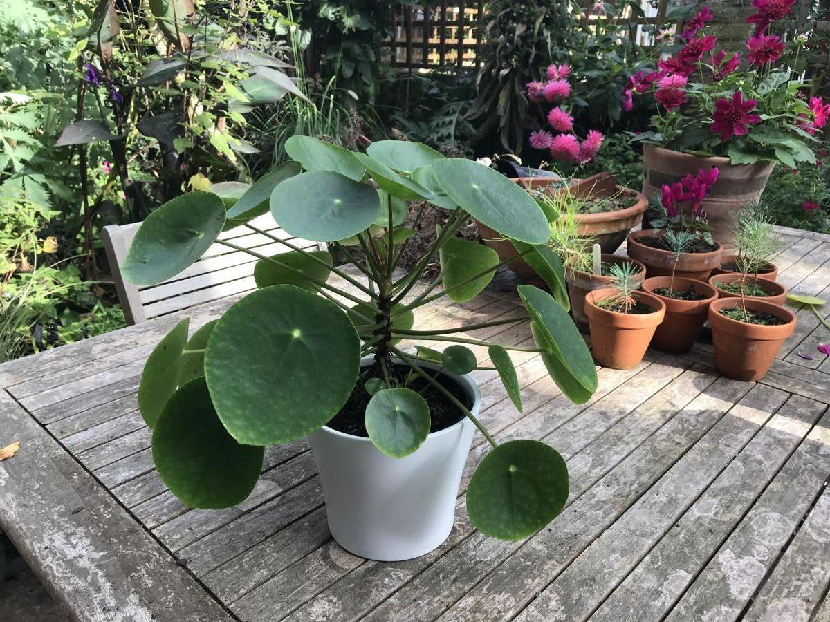 Pilea Peperomioides - View 5 from www redcrocus com