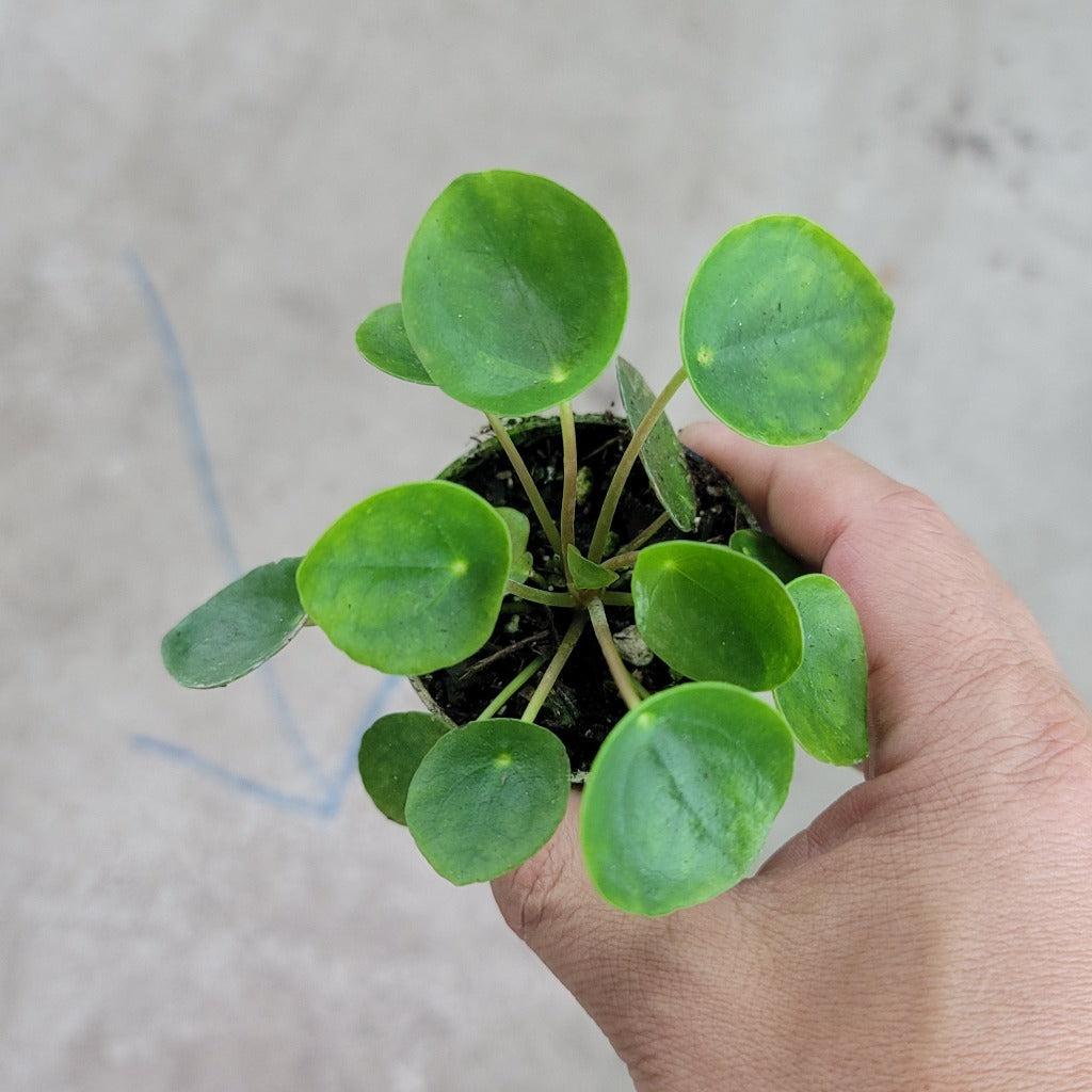 Pilea Peperomioides - View 6 from www redcrocus com