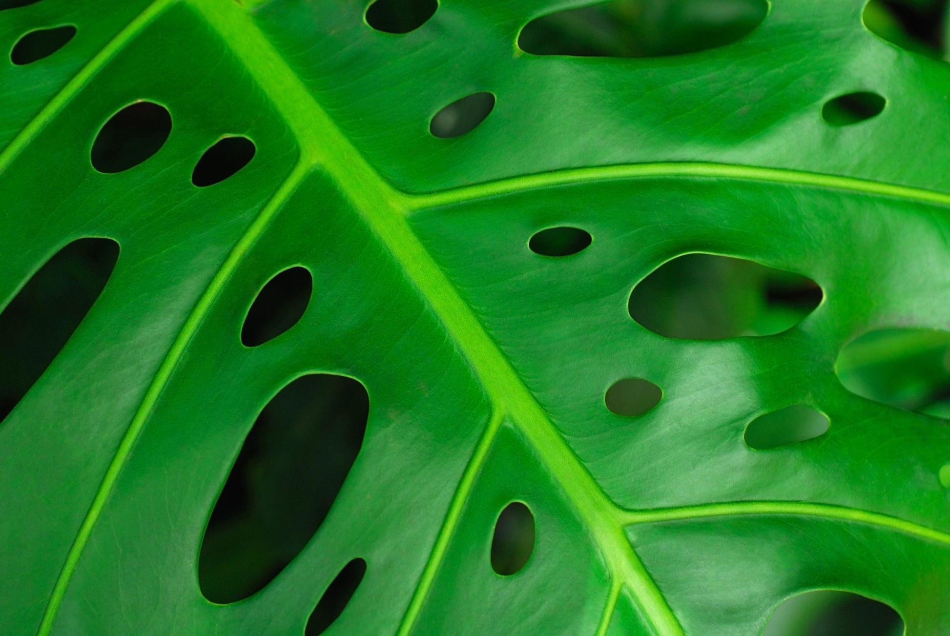Monstera Adansonii - View 13 from www redcrocus com