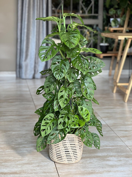 Monstera Adansonii - View 1 from www redcrocus com