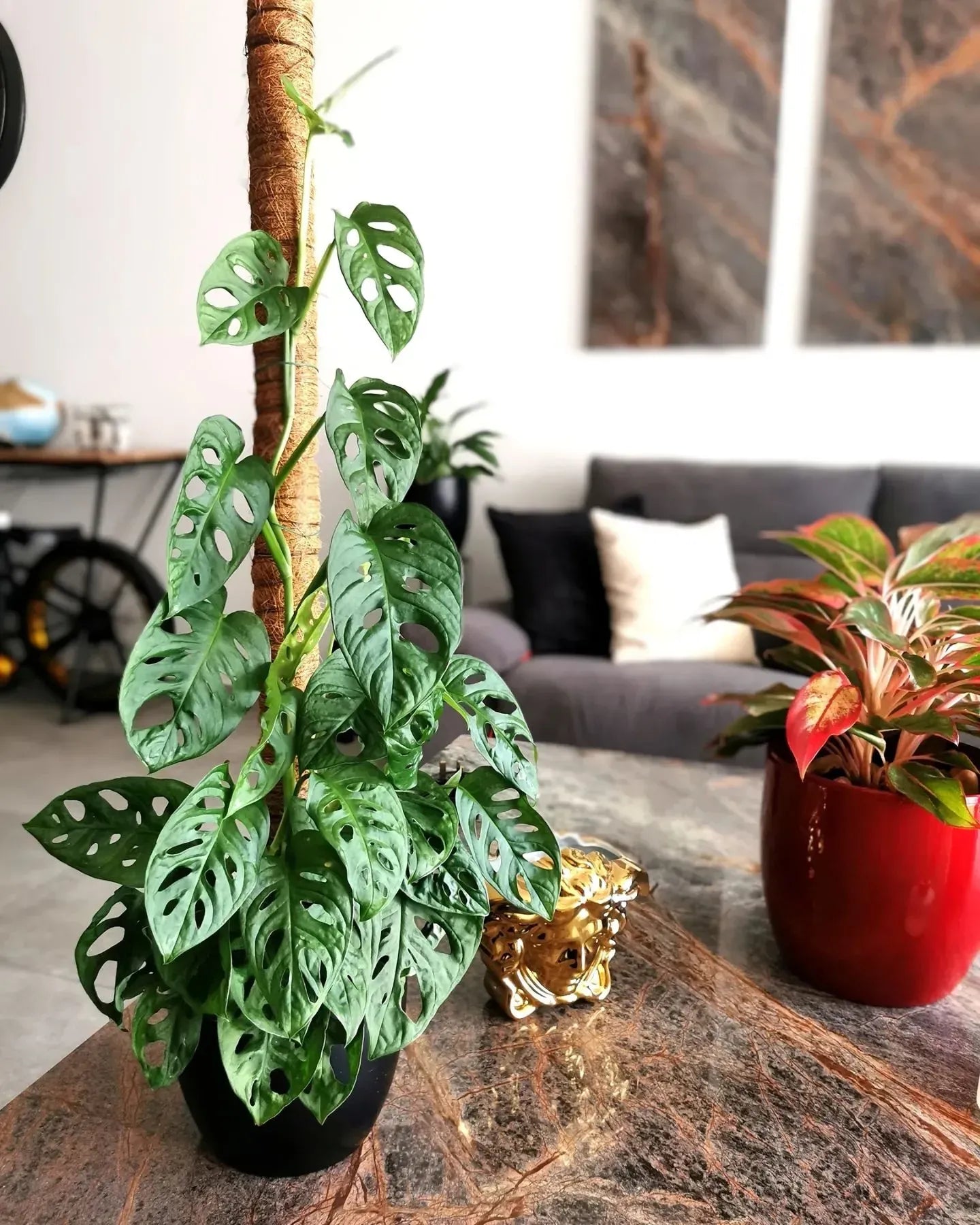 Monstera Adansonii - View 2 from www redcrocus com