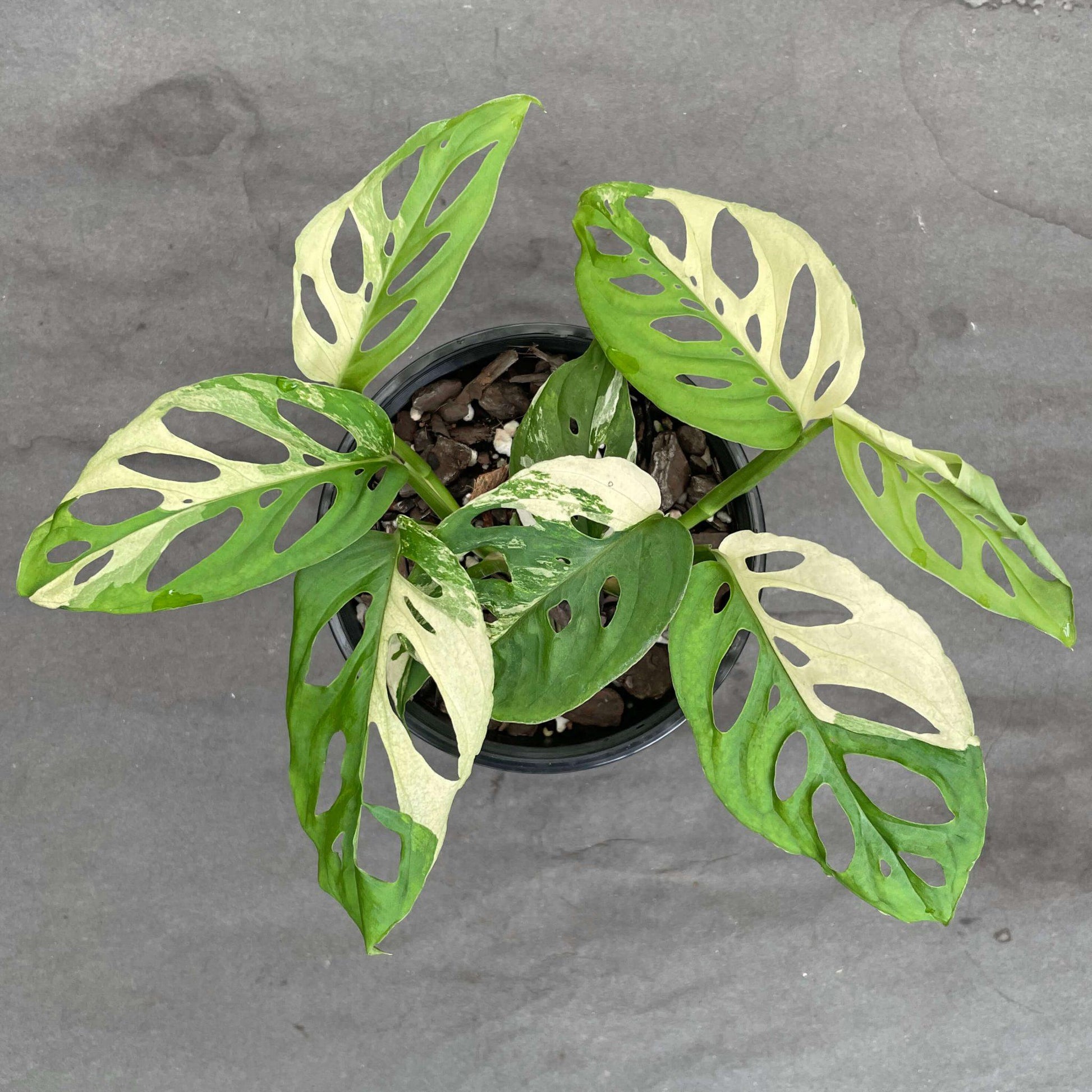 Monstera Adansonii - View 7 from www redcrocus com