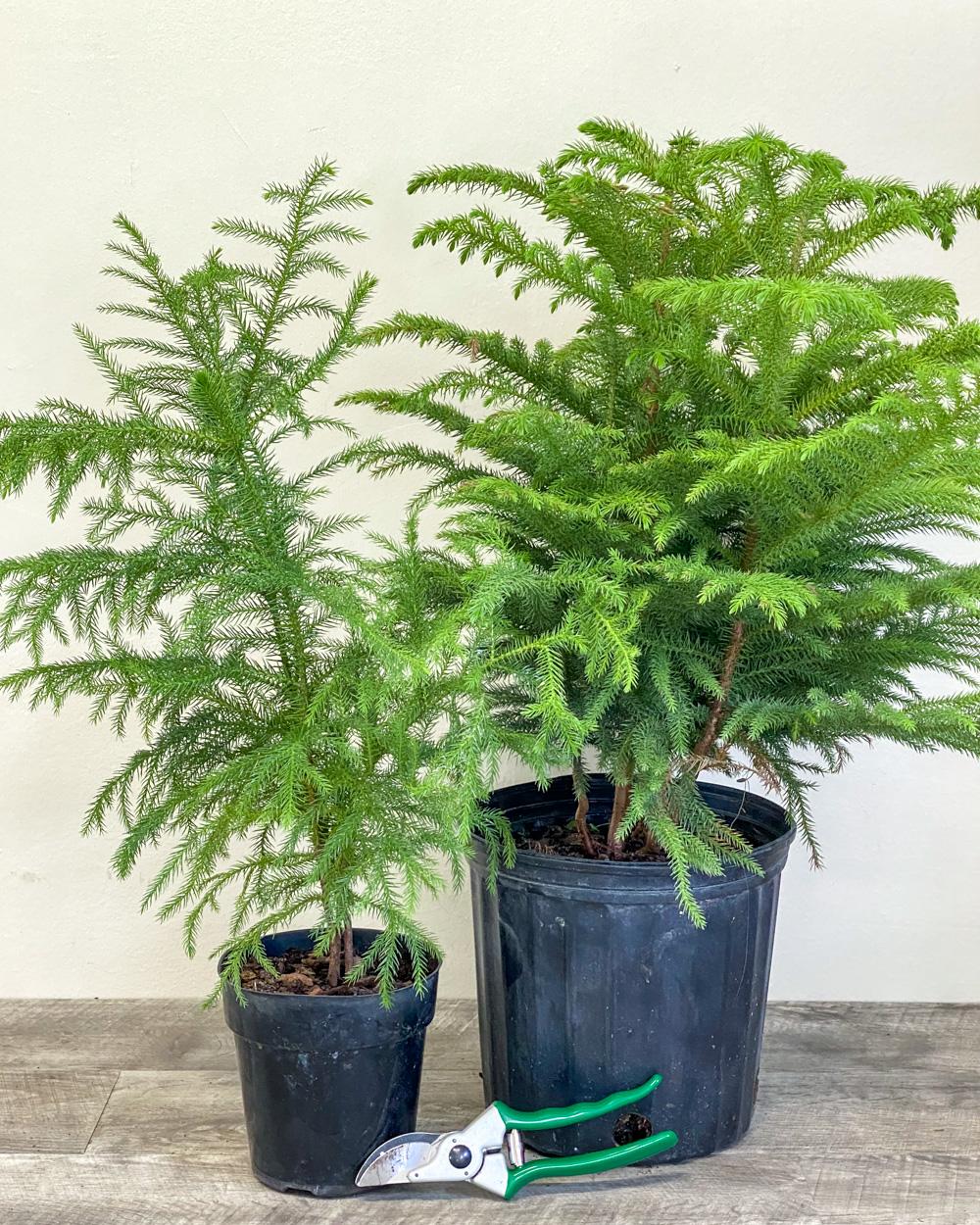 Araucaria Heterophylla (norfolk Island Pine) - View 18 from www redcrocus com