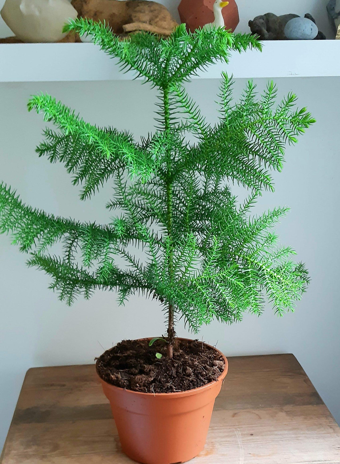 Araucaria Heterophylla (norfolk Island Pine) - View 8 from www redcrocus com