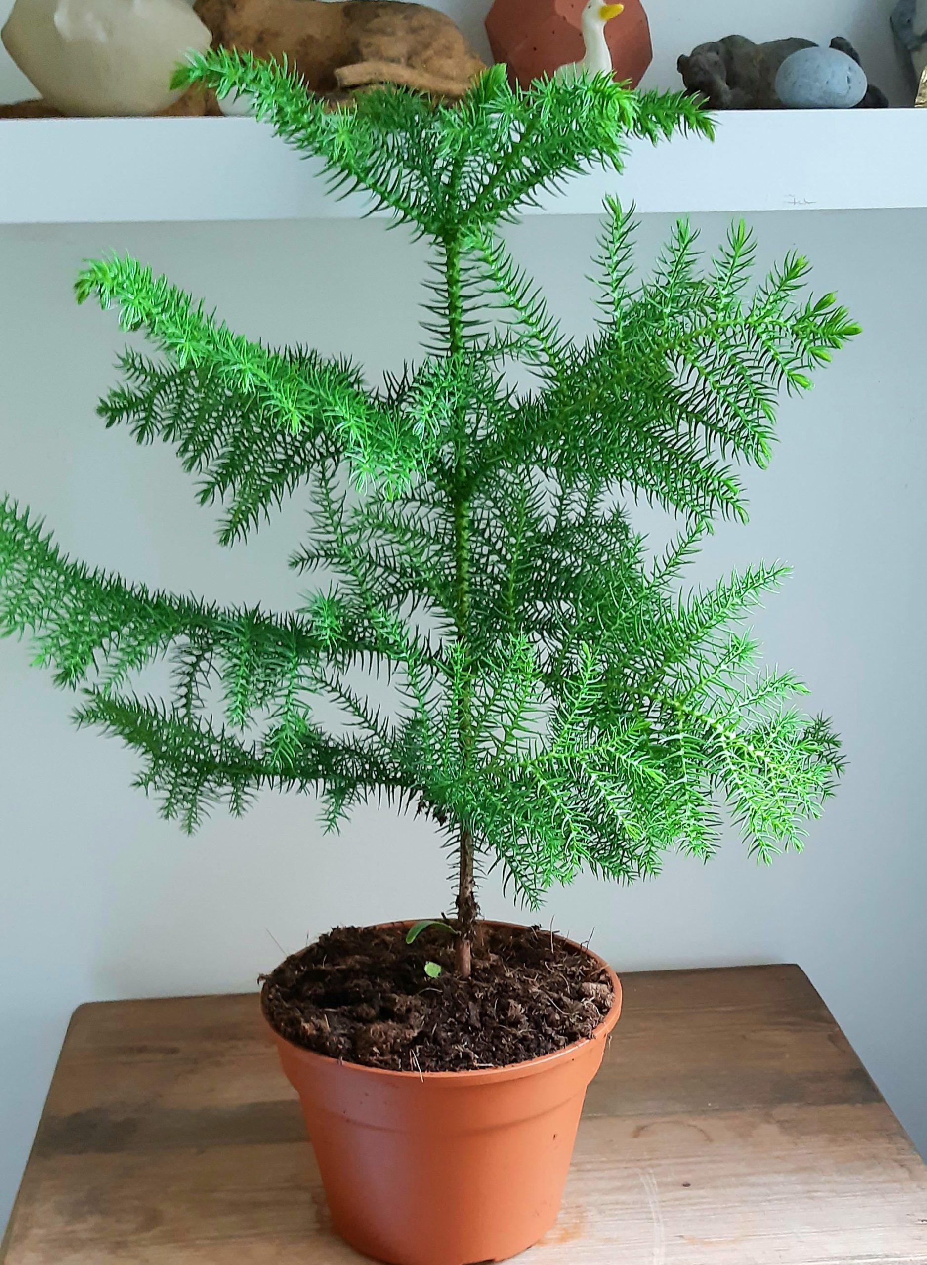 Araucaria Heterophylla (norfolk Island Pine) - View 8 from www redcrocus com