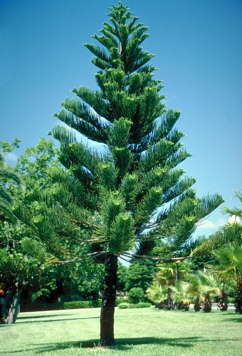 Araucaria Heterophylla (norfolk Island Pine) - View 9 from www redcrocus com