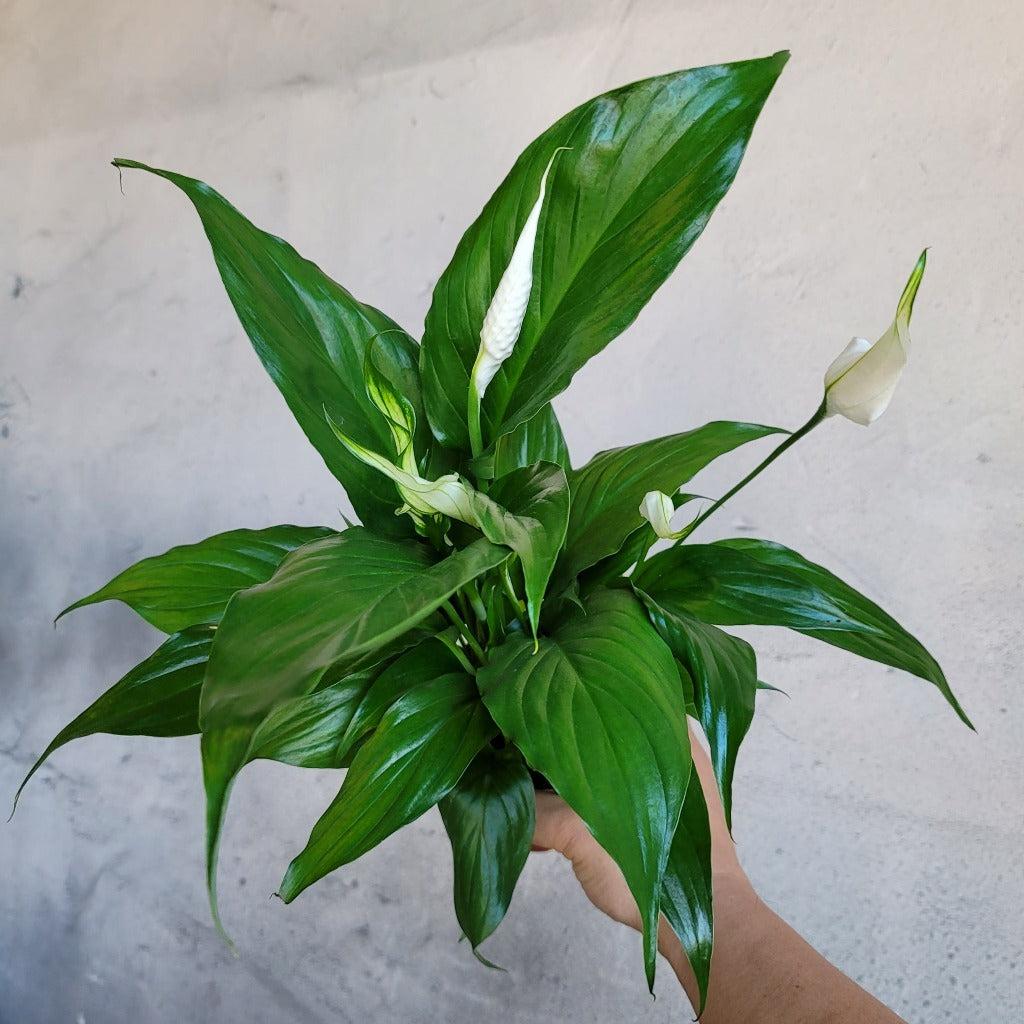 Spathiphyllum Assorted - View 11 from www redcrocus com
