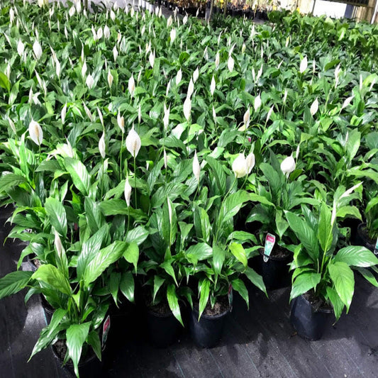 Spathiphyllum Assorted - View 1 from www redcrocus com