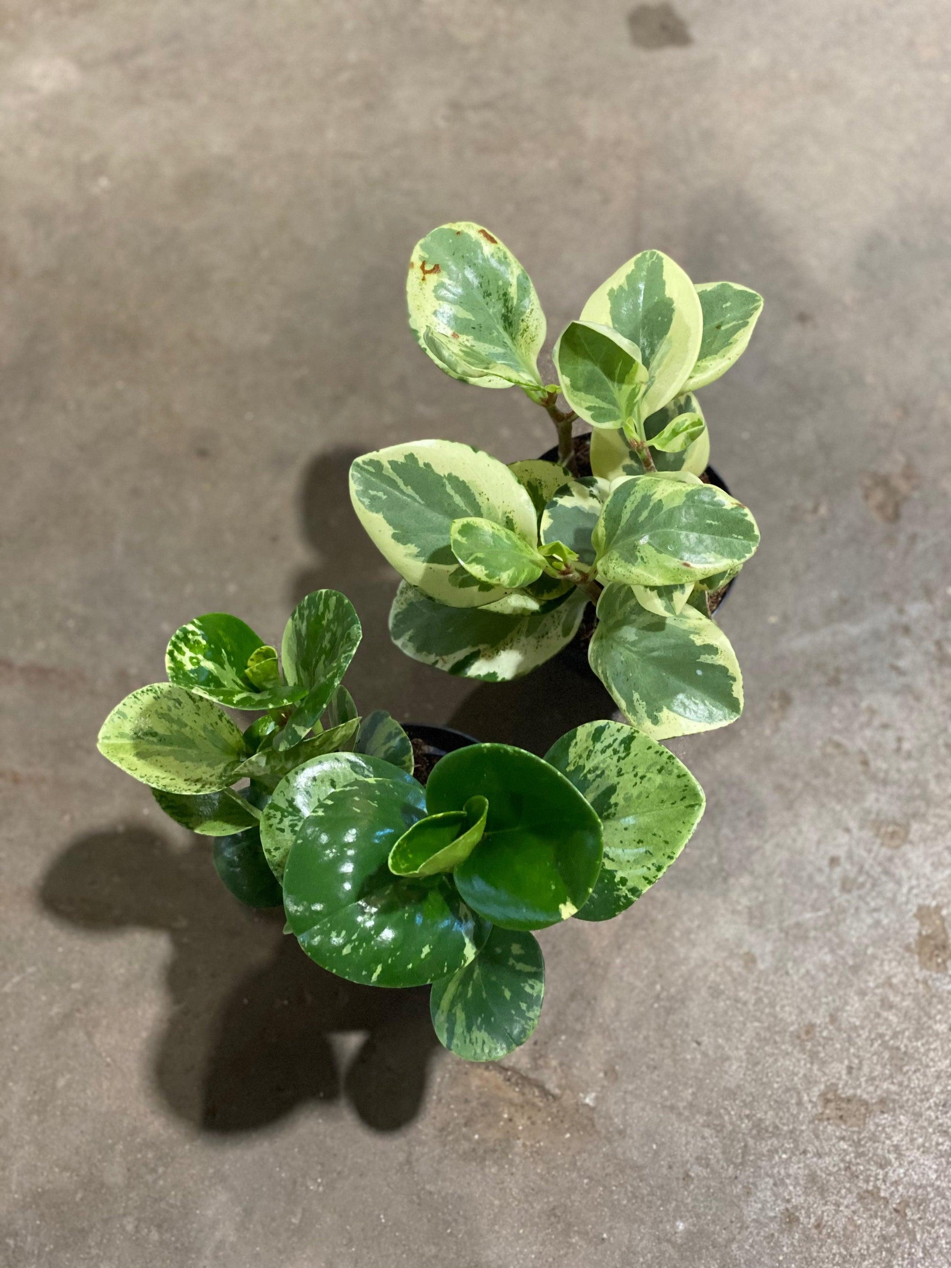 Peperomia, Assorted - View 21 from www redcrocus com