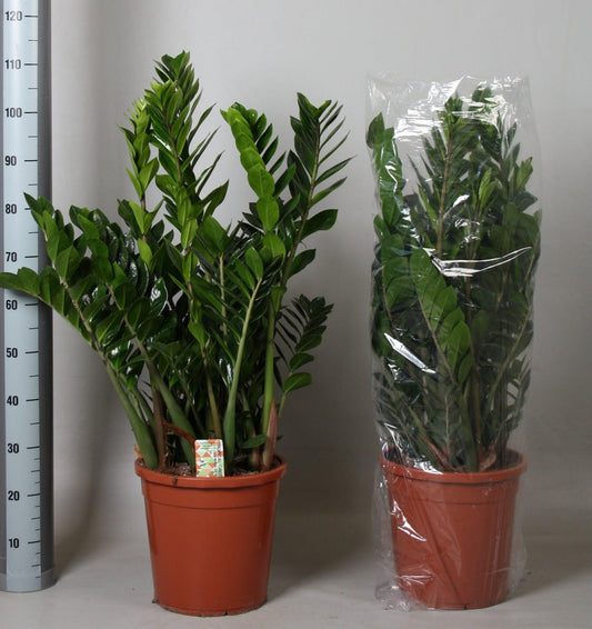 Zamioculcas Zamiifolia - View 10 from www redcrocus com