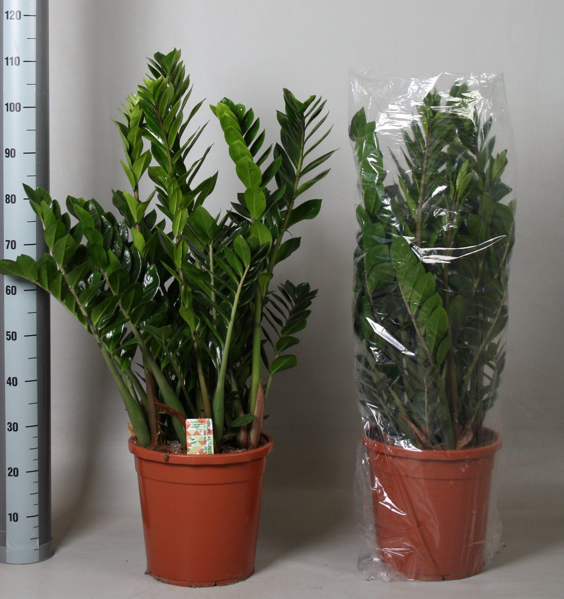 Zamioculcas Zamiifolia - View 10 from www redcrocus com