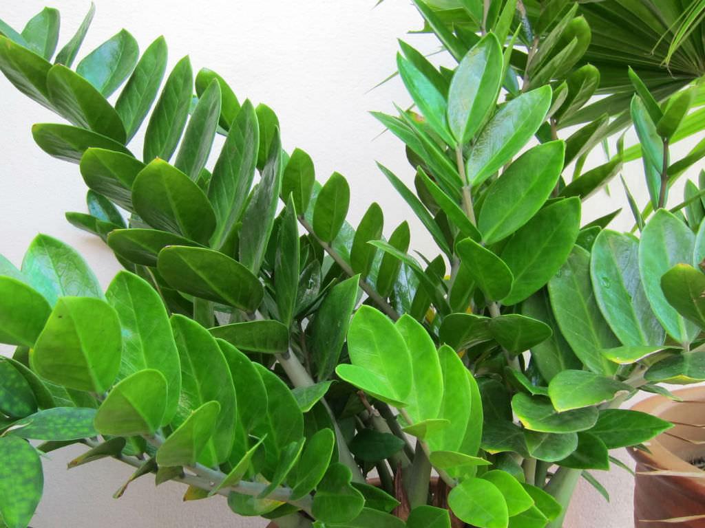 Zamioculcas Zamiifolia - View 11 from www redcrocus com
