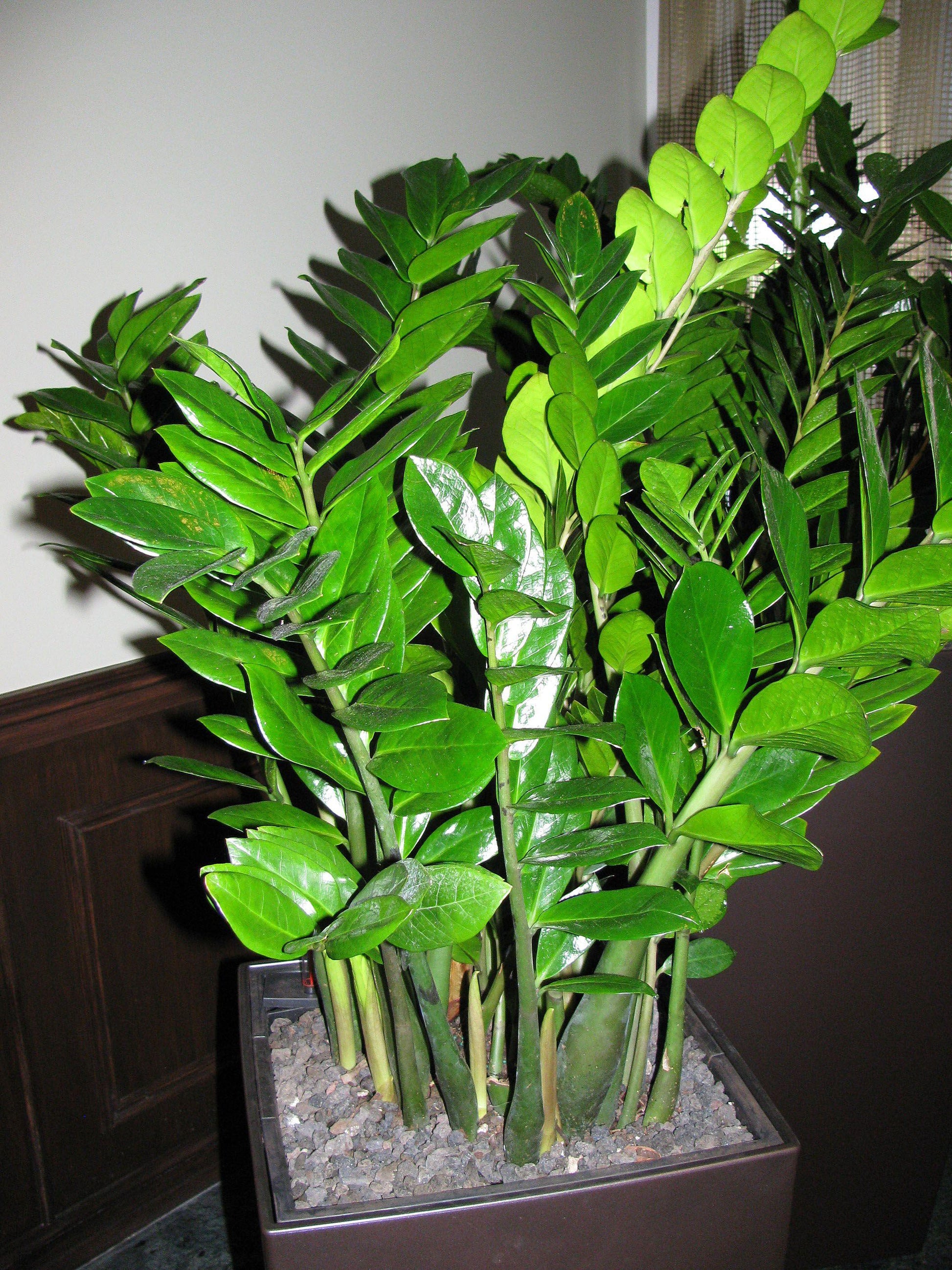Zamioculcas Zamiifolia - View 12 from www redcrocus com