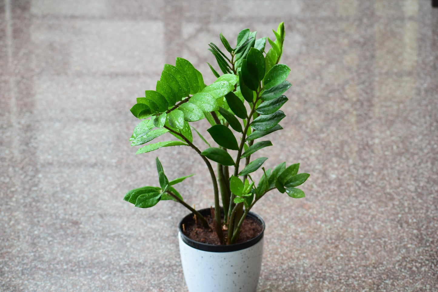Zamioculcas Zamiifolia - View 15 from www redcrocus com