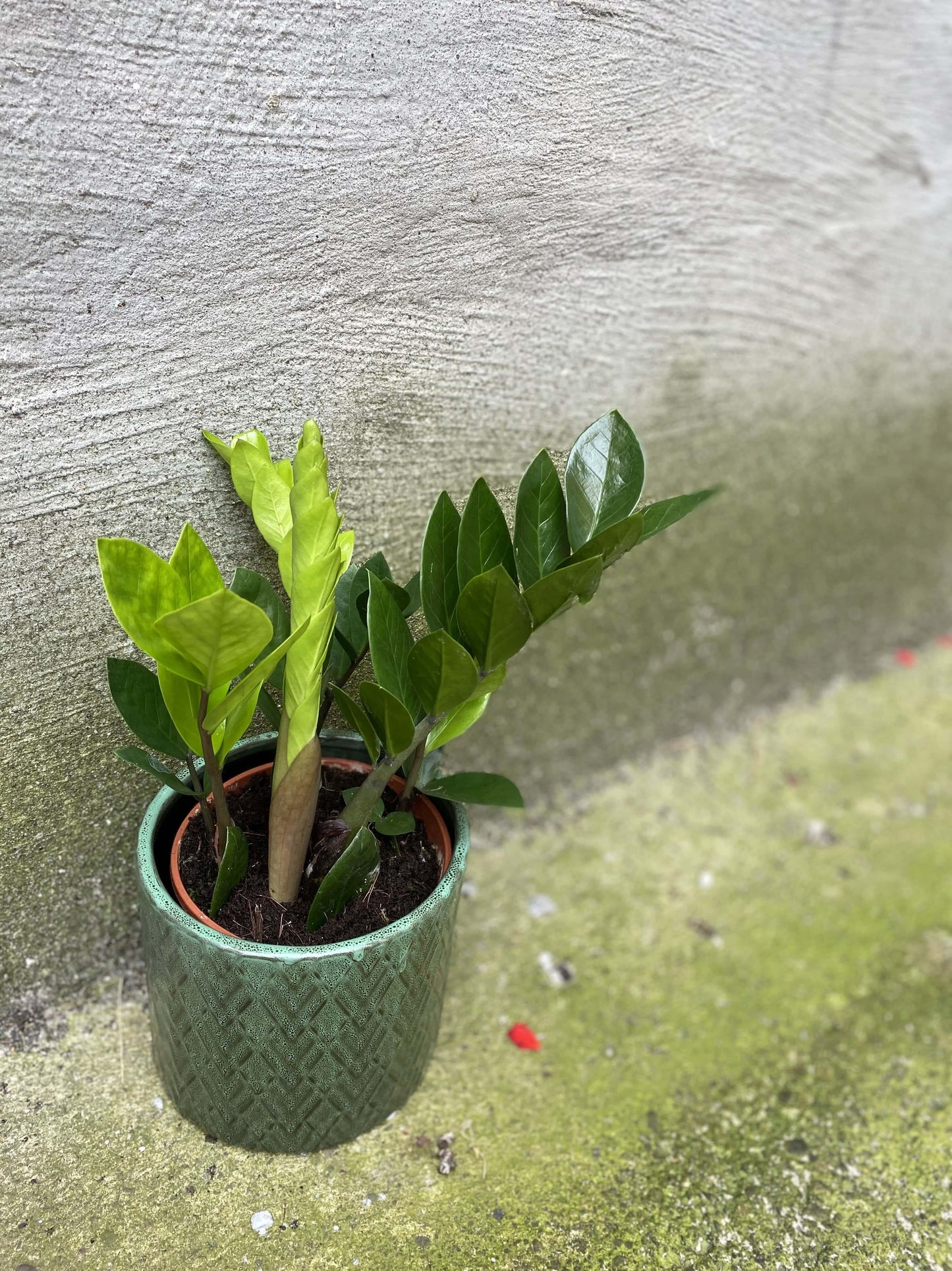 Zamioculcas Zamiifolia - View 19 from www redcrocus com