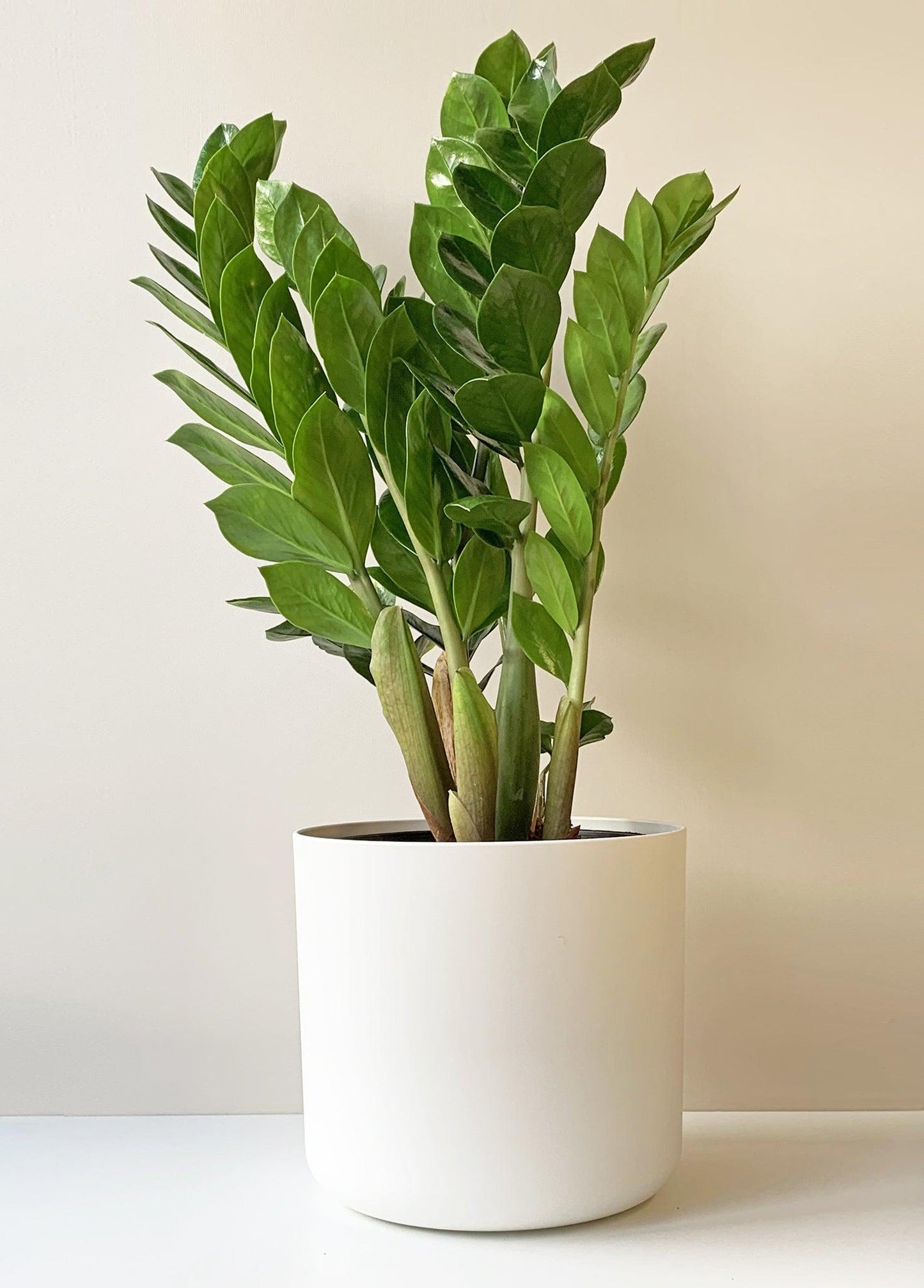 Zamioculcas Zamiifolia - View 4 from www redcrocus com